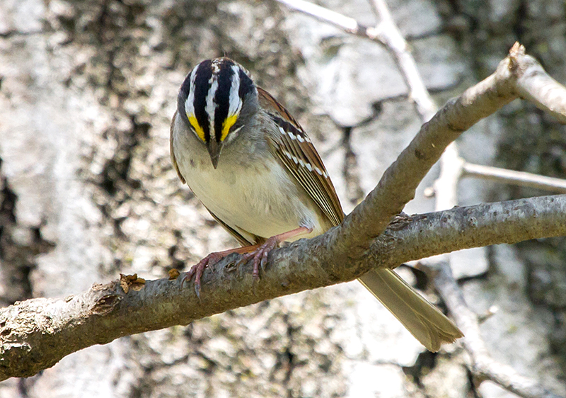 White-throated Sparrow