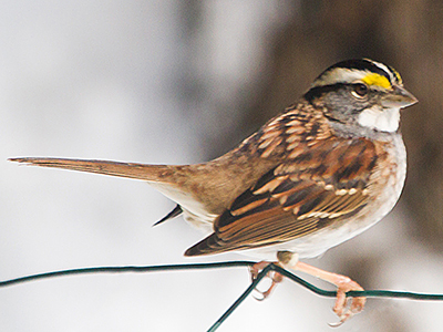 White-throated Sparrow