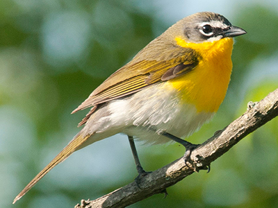 Yellow-breasted Chat