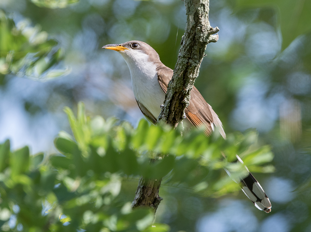 Yellow-billed Cuckoo