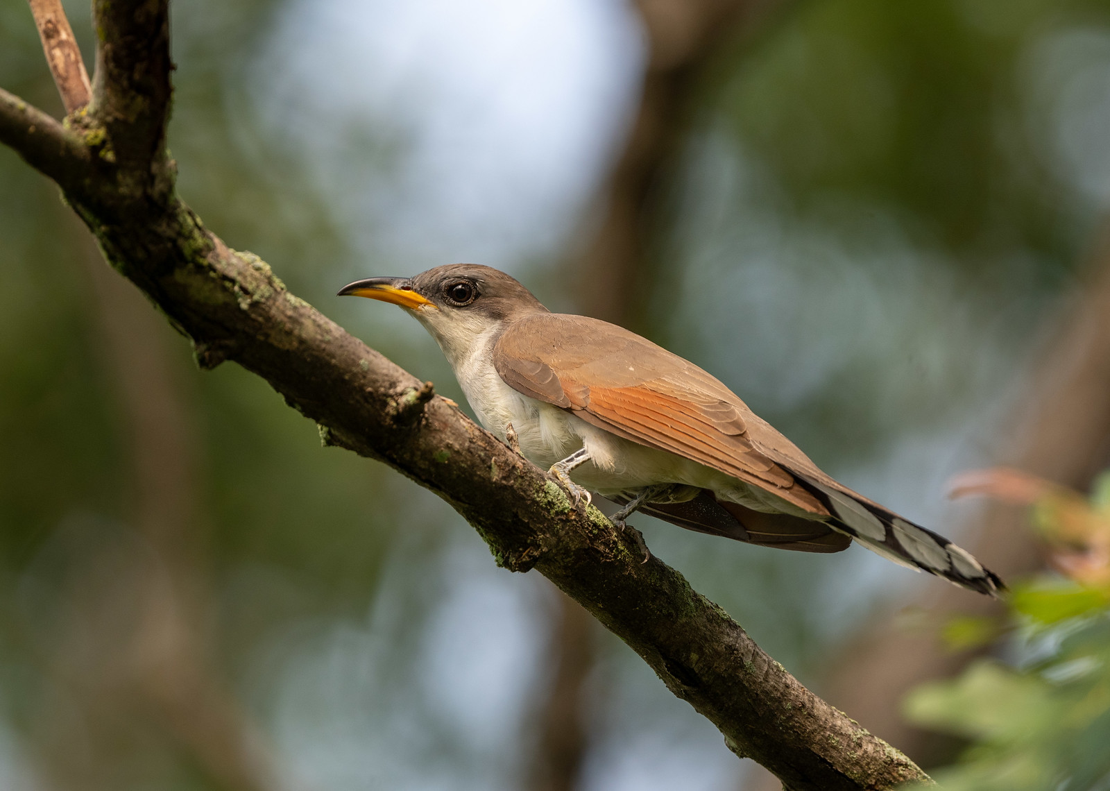 Yellow-billed Cuckoo