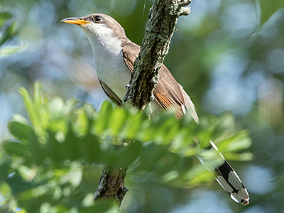 Yellow-billed Cuckoo