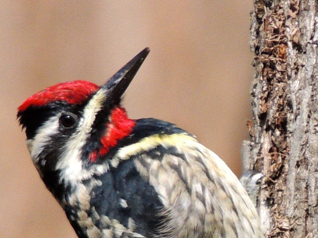 Yellow-bellied Sapsucker Male