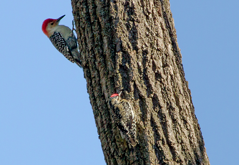 Yellow-bellied Sapsucker