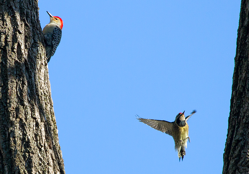 Yellow-bellied Sapsucker