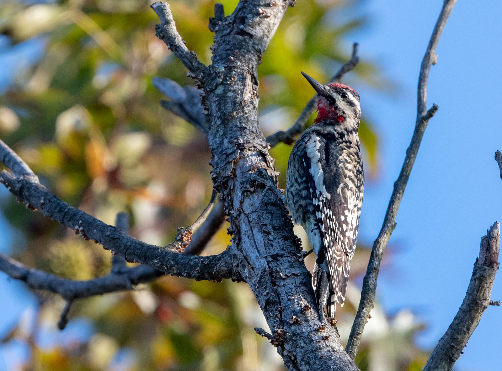 Yellow-bellied Sapsucker Male