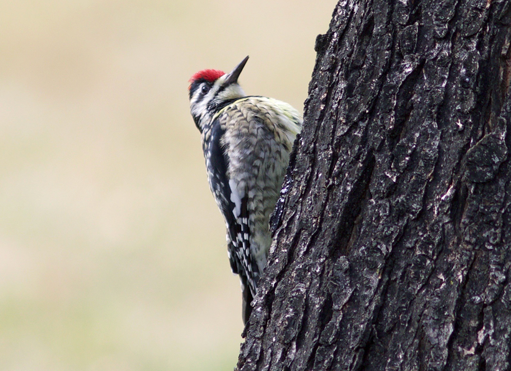 Yellow-bellied Sapsucker Female