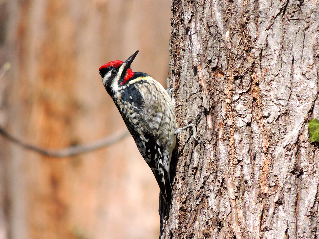 Yellow-bellied Sapsucker Male