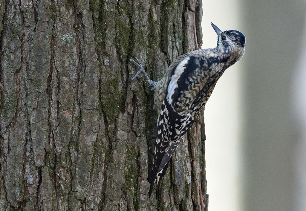 Second-year Yellow-bellied Sapsucker