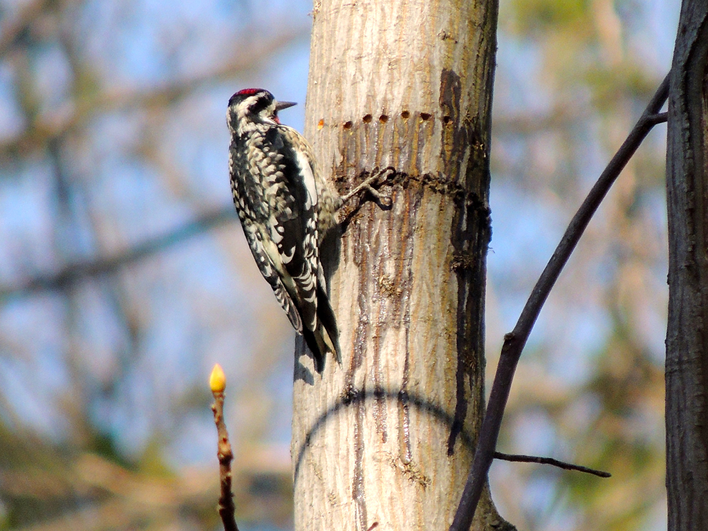 Yellow-bellied Sapsucker Holes