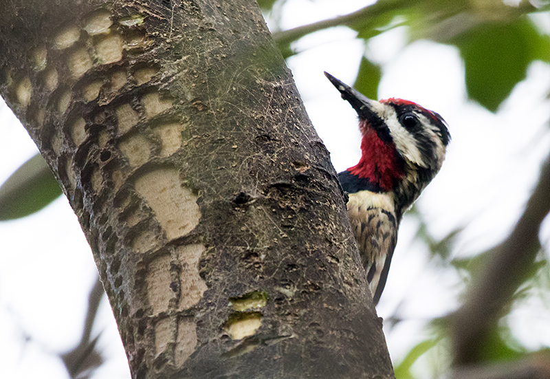 Yellow-bellied Sapsucker