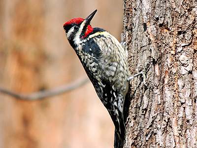 Yellow-bellied Sapsucker