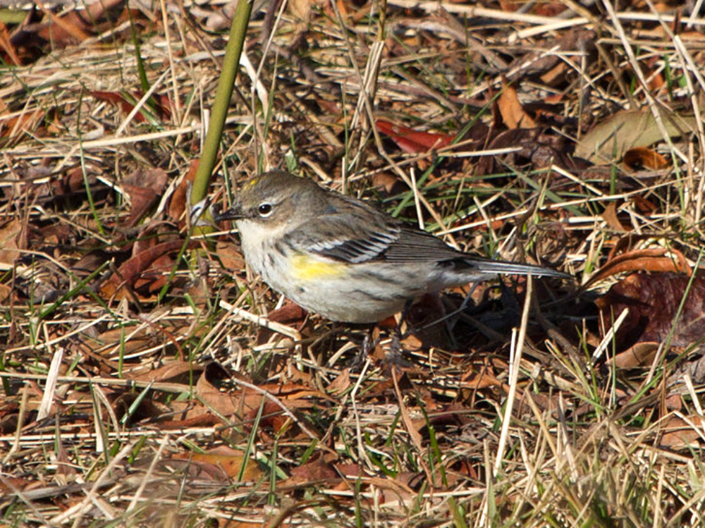 Yellow-rumped Warbler Female