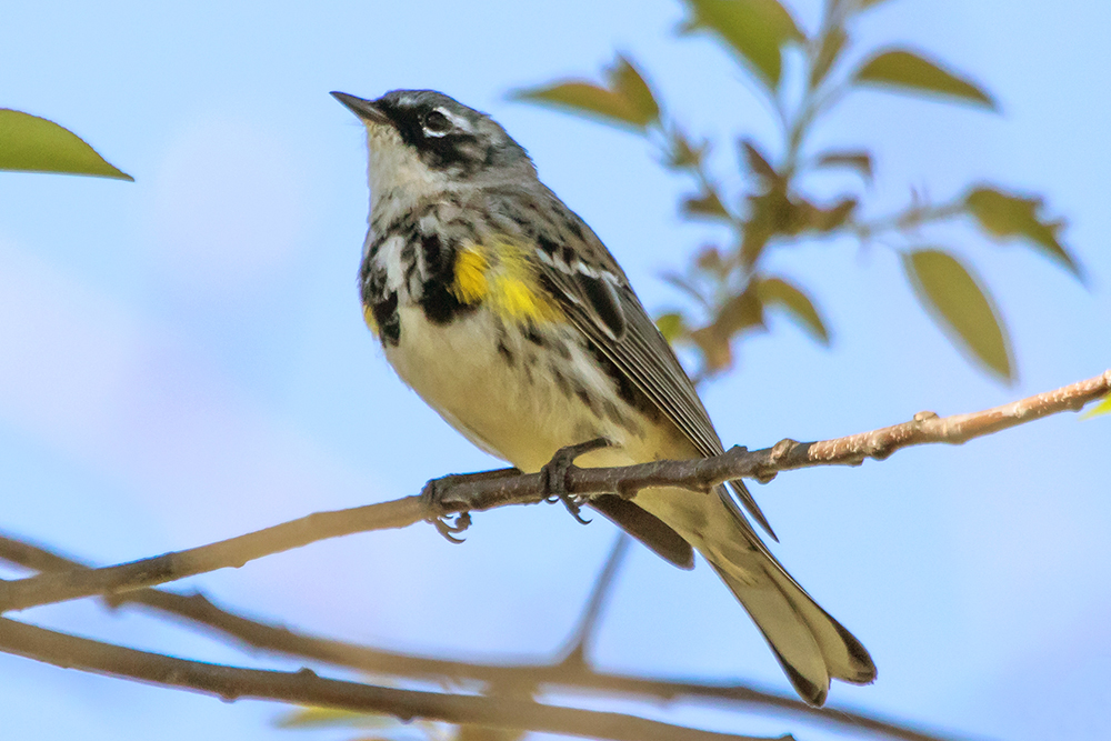 Yellow-rumped Warbler Male