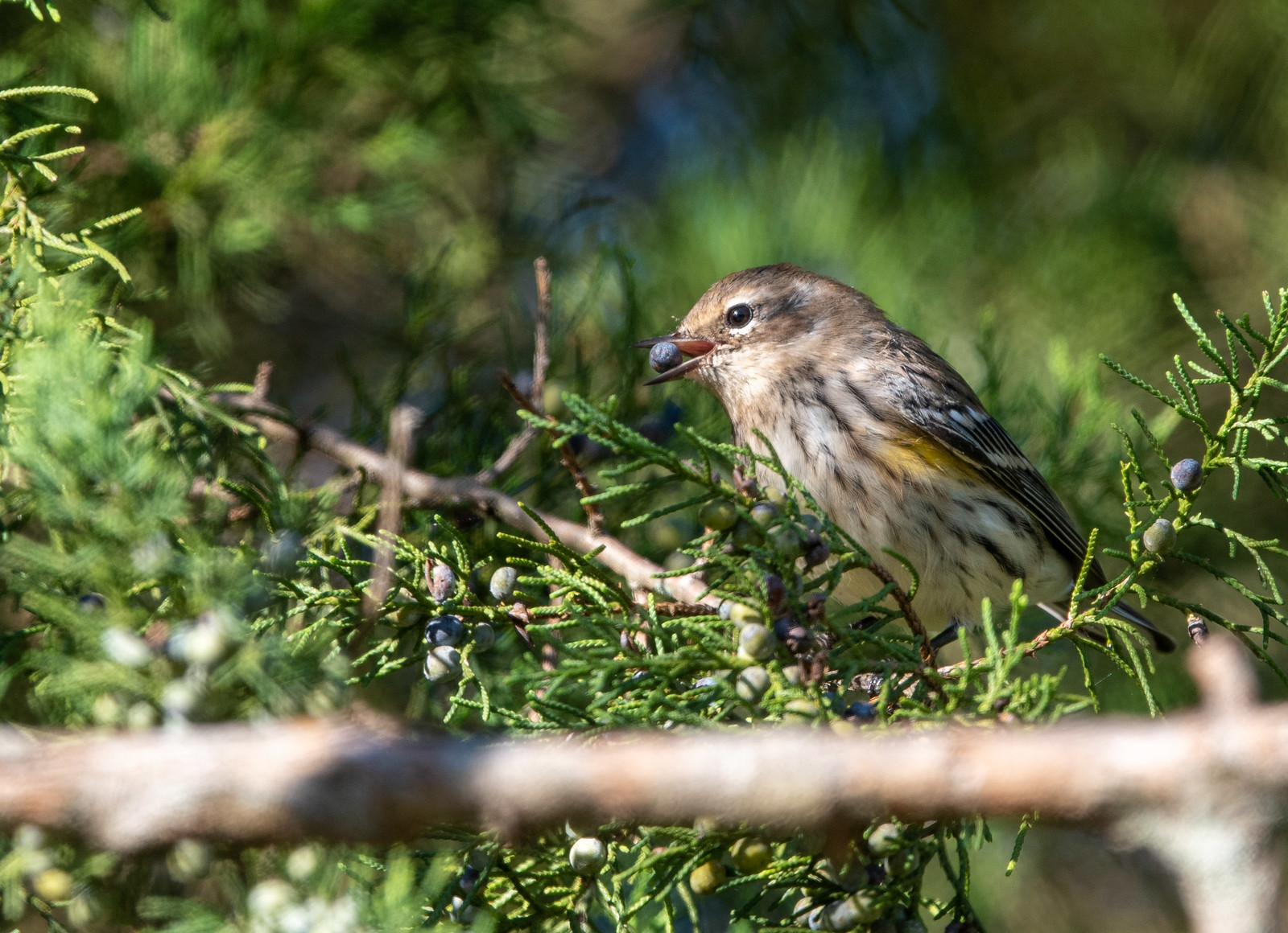 Yellow-rumped Warbler Male