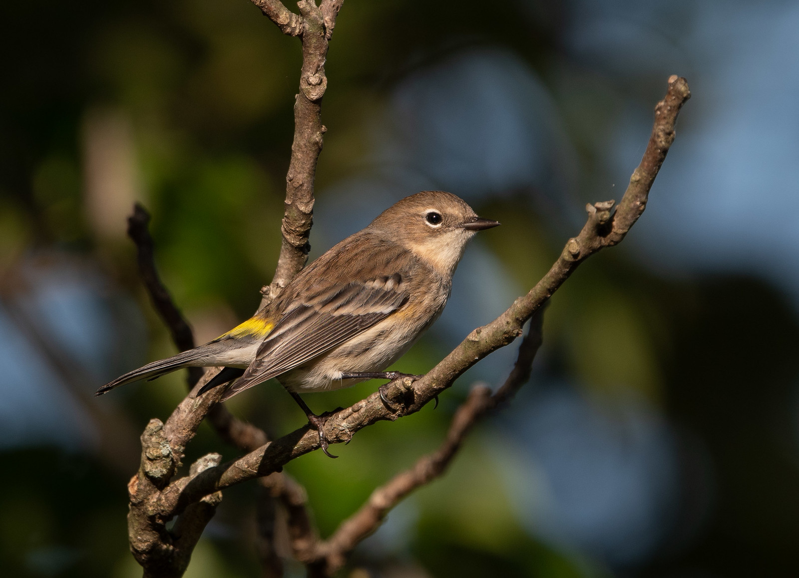 Fall Yellow-rumped Warbler