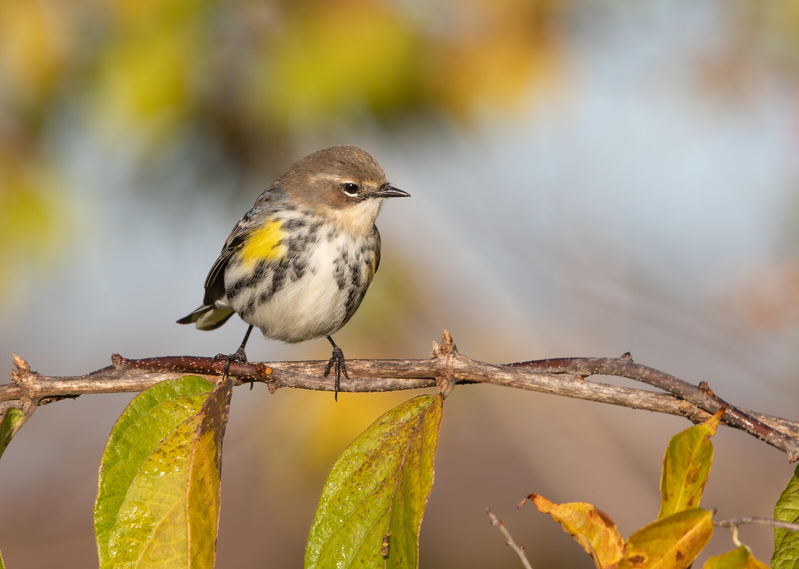 Fall Yellow-rumped Warbler