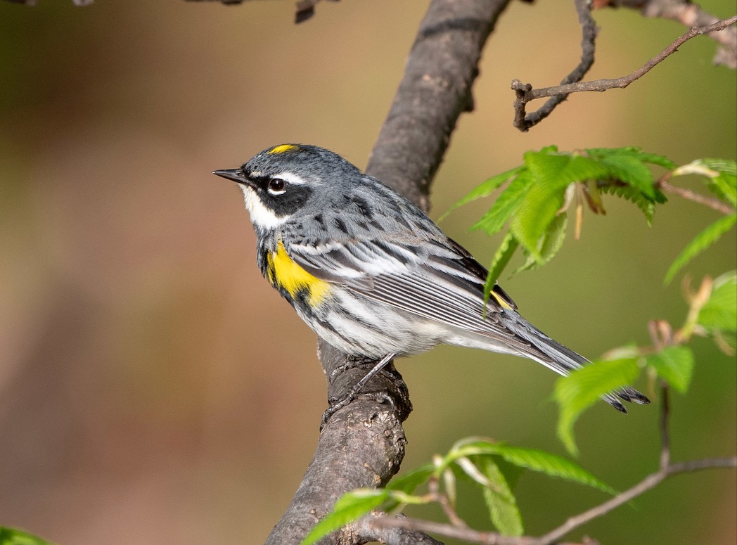 Yellow-rumped Warbler