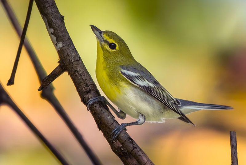 Yellow-throated Vireo