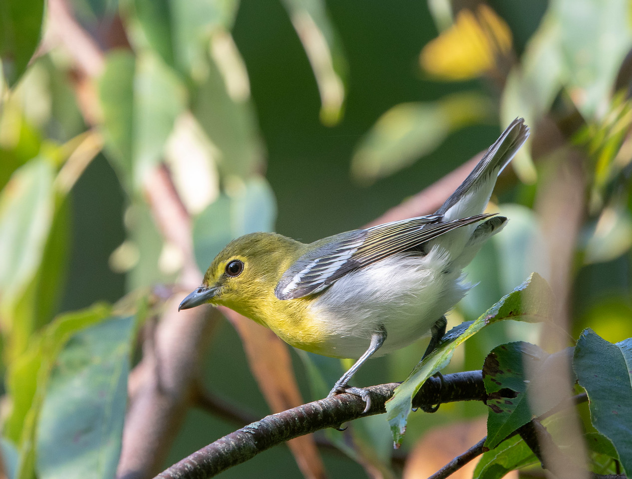 Yellow-throated Vireo