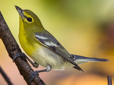 Yellow-throated Vireo