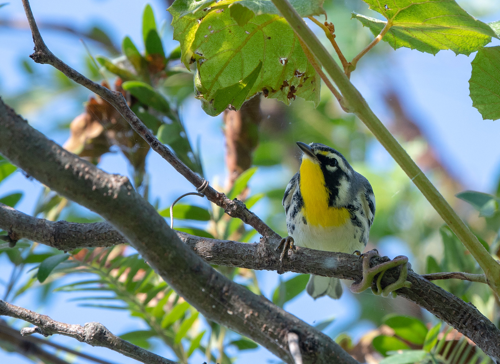 Male Yellow-throated Warbler