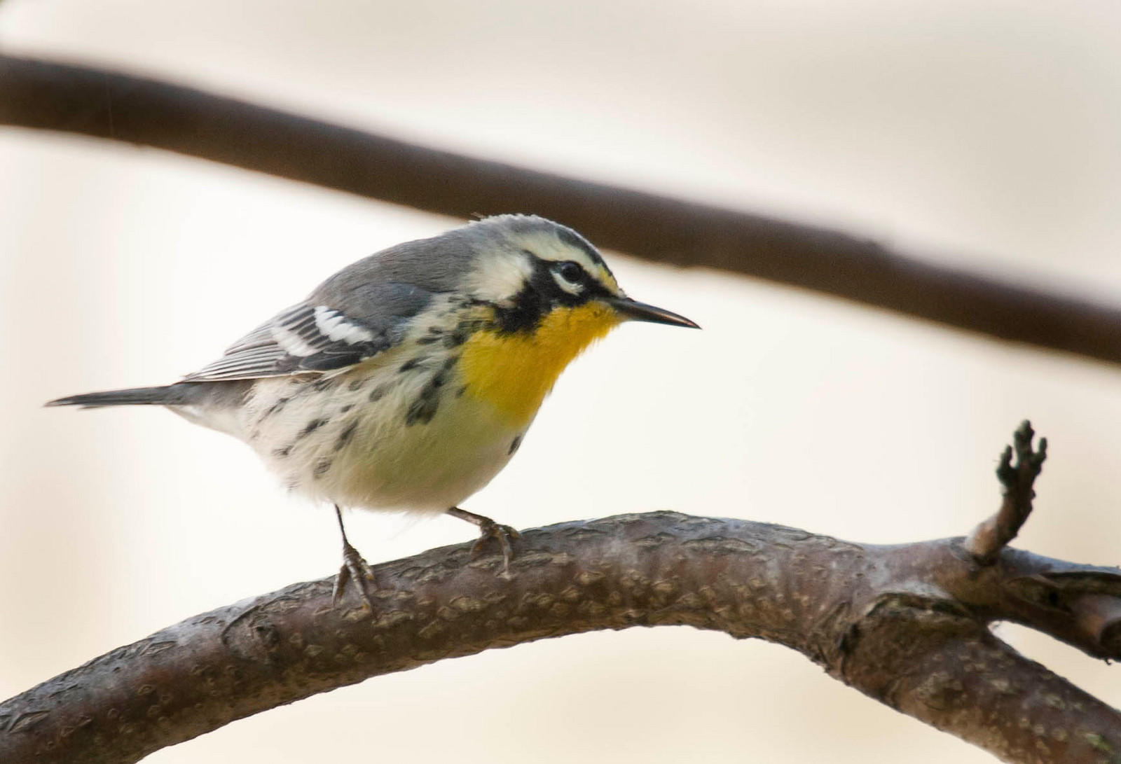 Female Yellow-throated Warbler