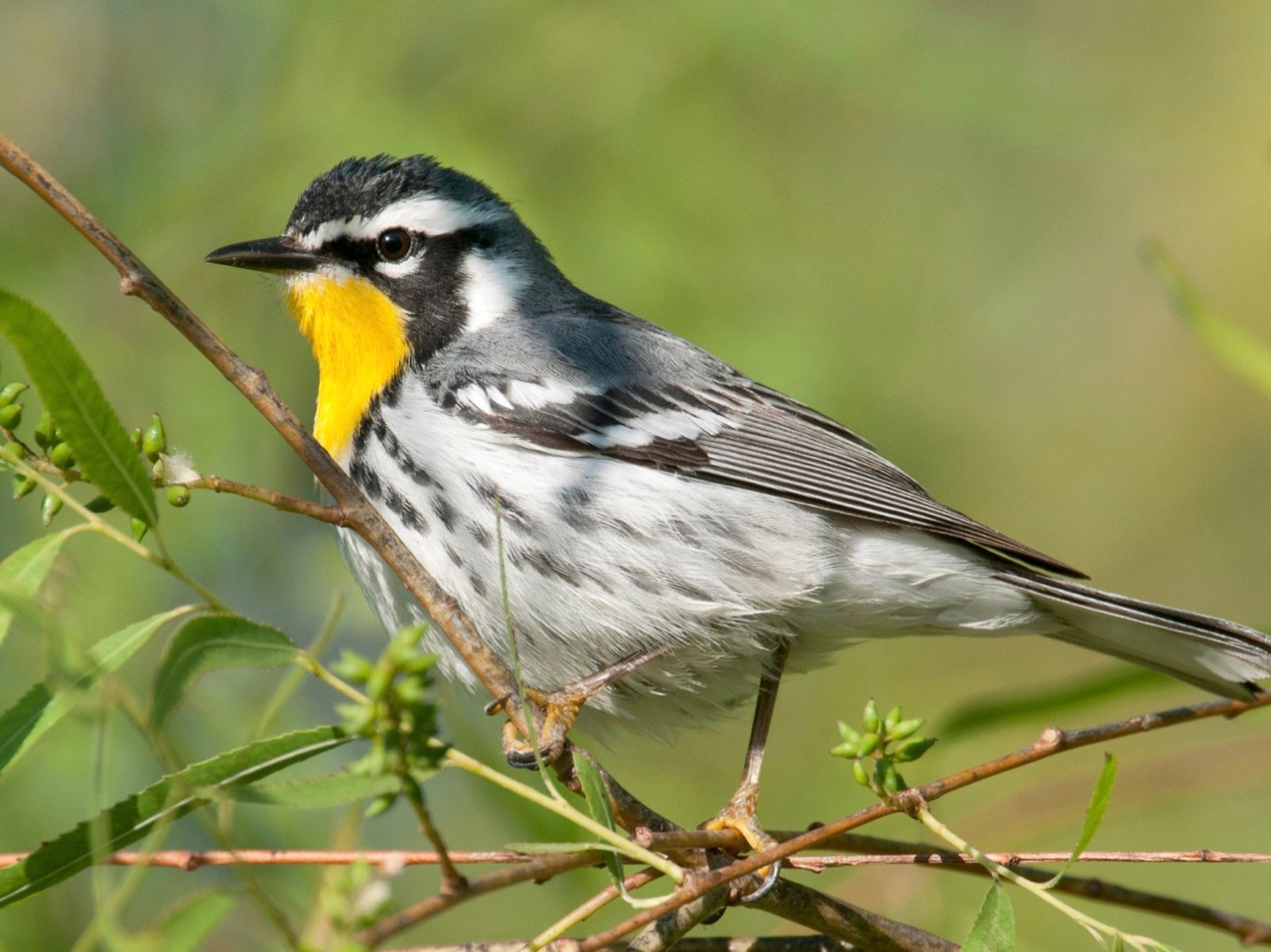 Yellow-throated Warbler <i>albilora</i> subspecies