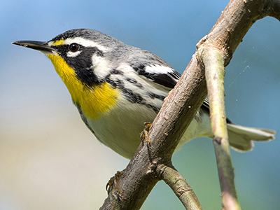 Yellow-throated Warbler