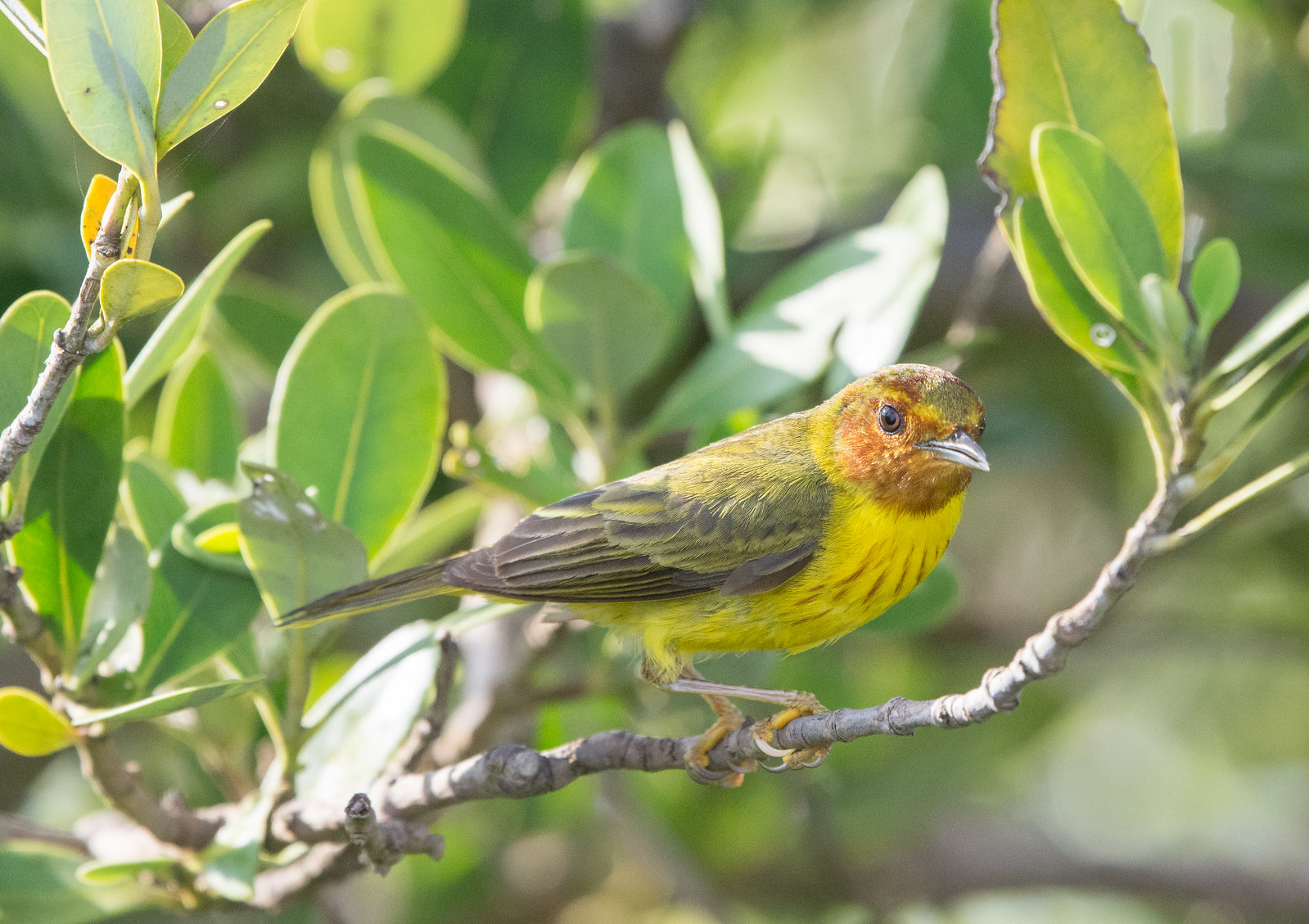 Mangrove Yellow Warbler