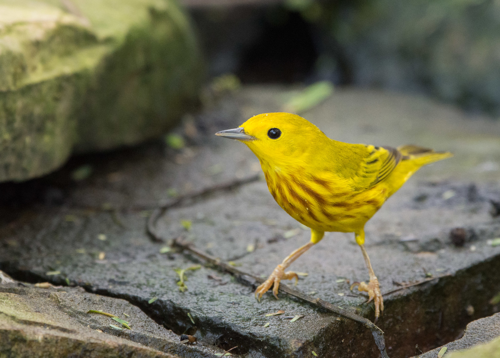 Yellow Warbler Male