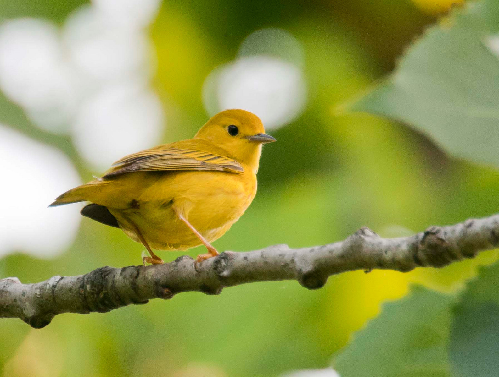 Yellow Warbler Female