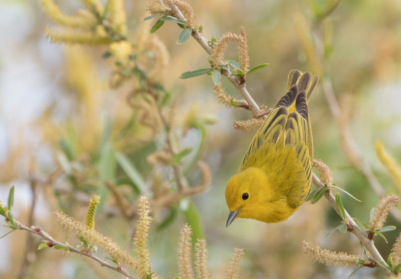 Yellow Warbler Female