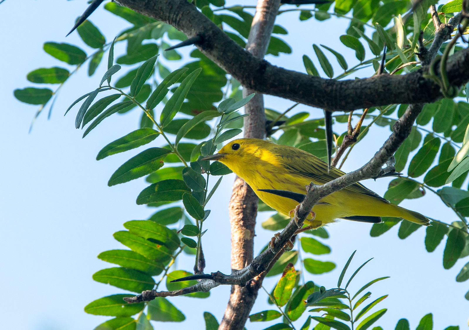 Fall Yellow Warbler Male