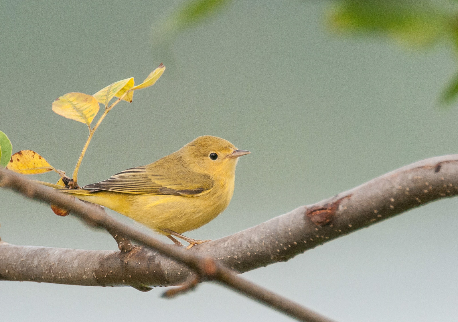 First Fall Yellow Warbler