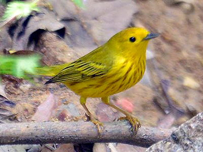 Yellow Warbler
