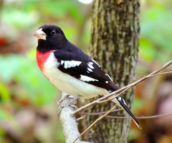 Rose-breasted Grosbeak