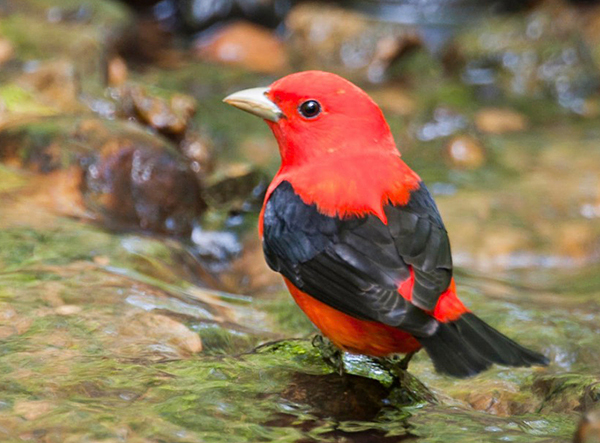 Scarlet Tanager