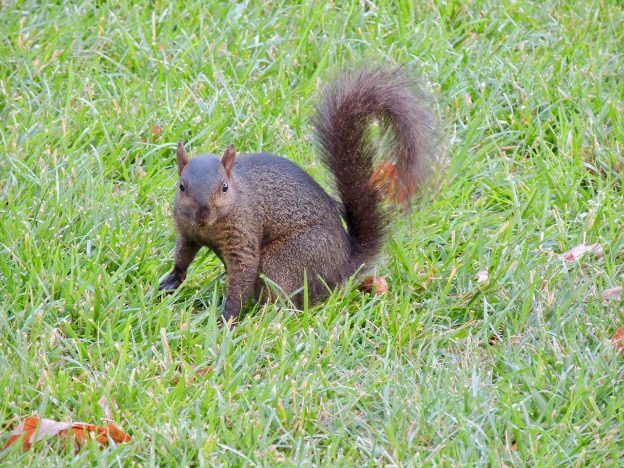 Eastern Gray Squirrel (melanistic)