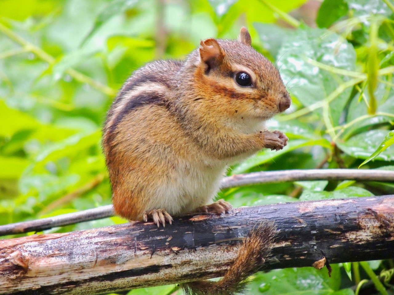 Eastern Chipmunk