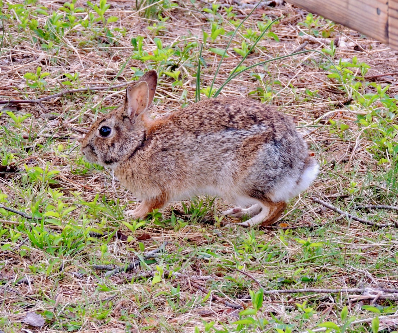 Eastern Cottontail