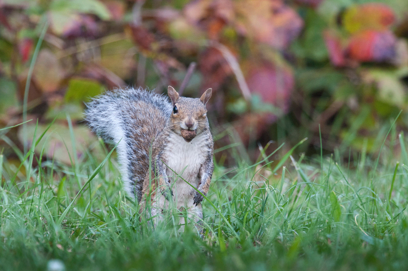 Eastern Gray Squirrel