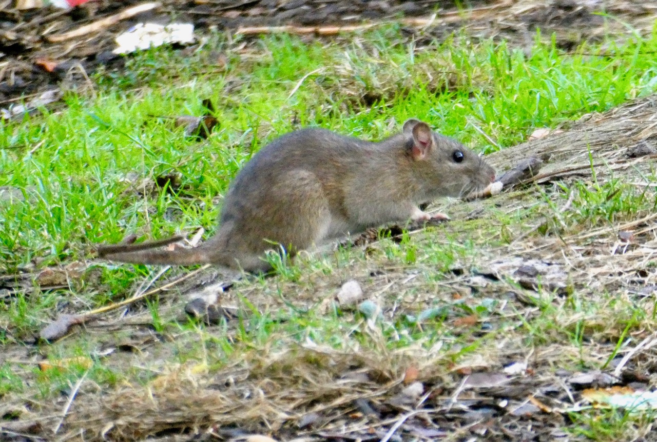 Eastern Gray Squirrel (melanistic)