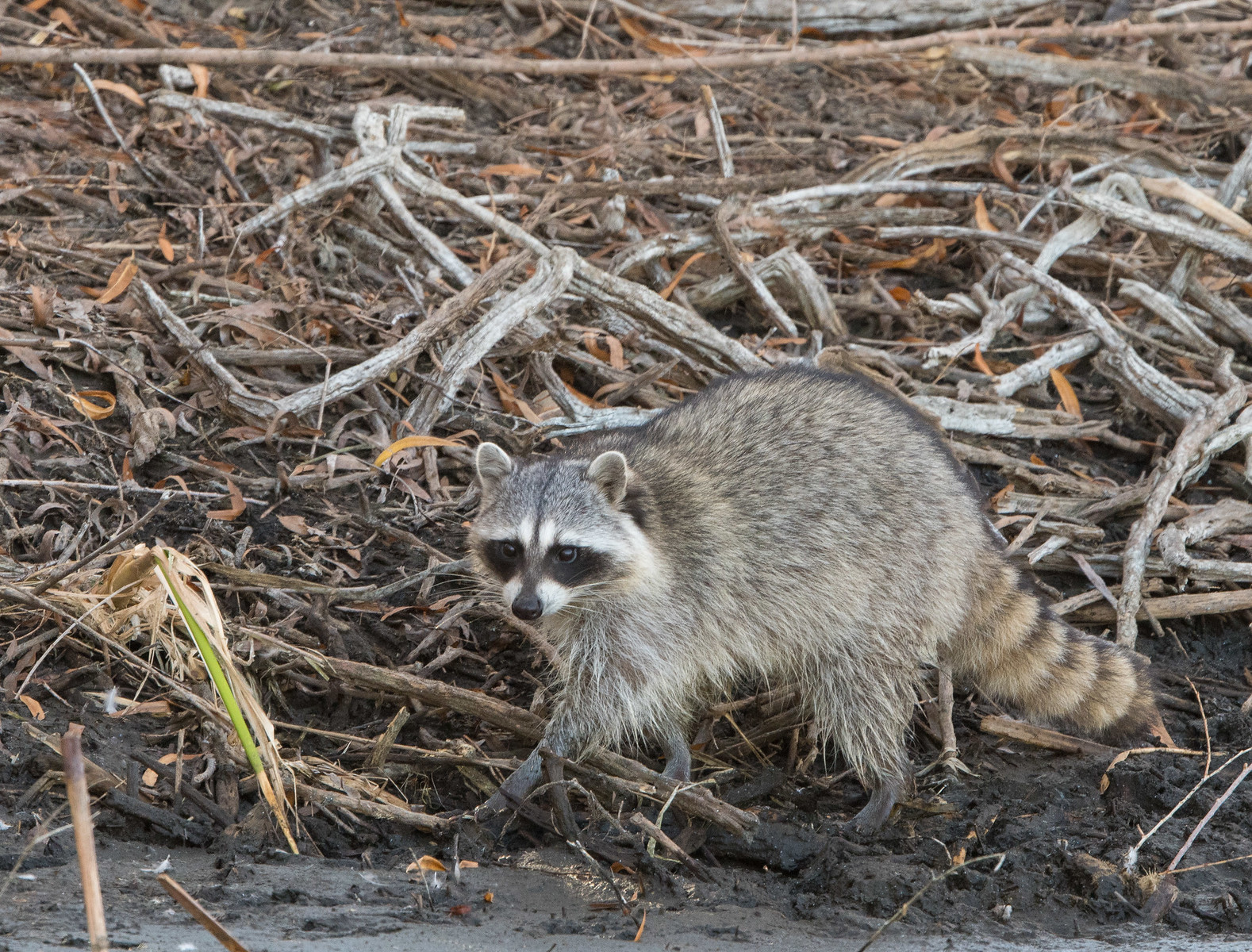 Raccoon