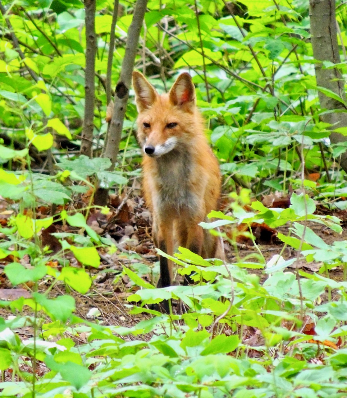 Red Fox