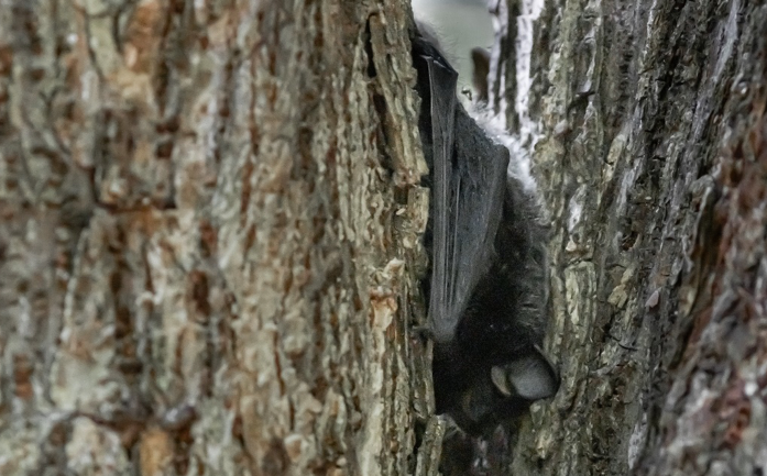 roosting bat