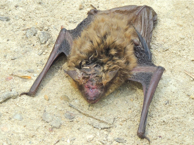 Big Brown Bat