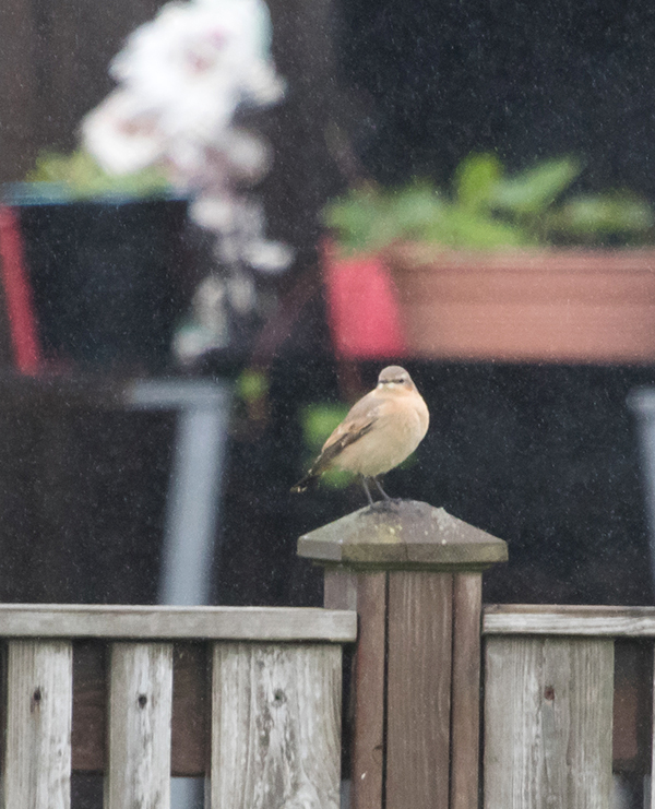 Northern Wheatear