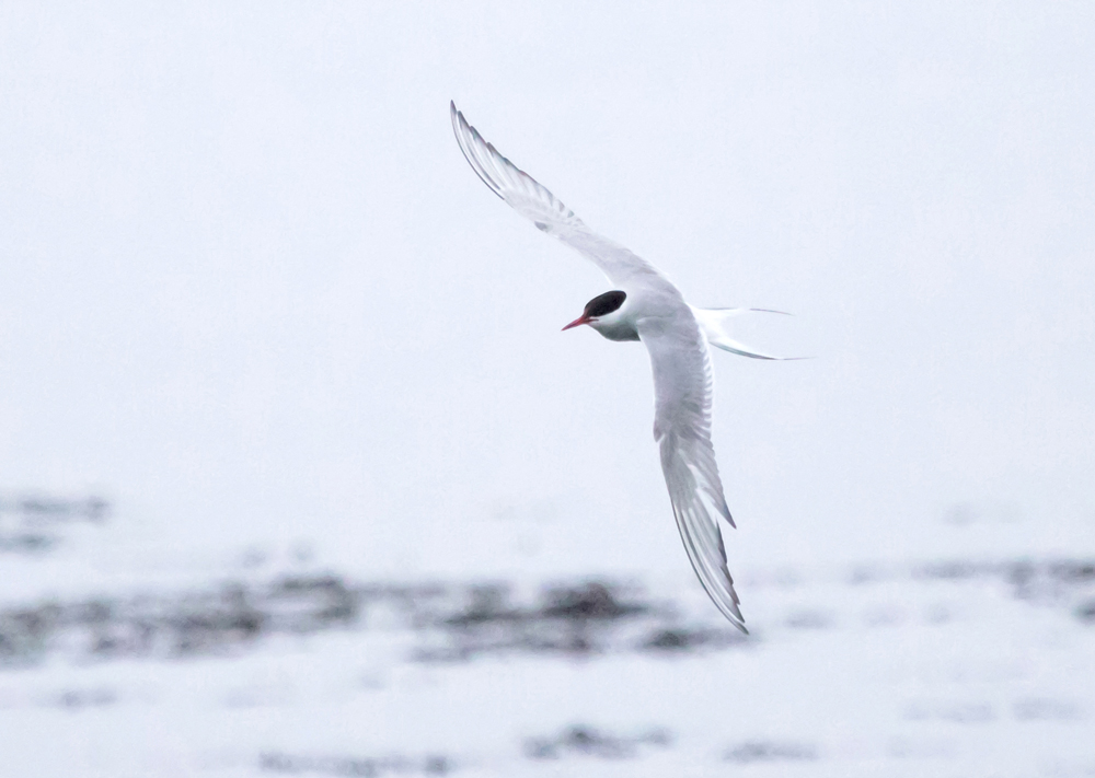 Arctic Tern in flight