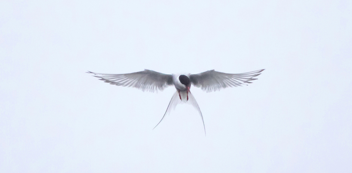 Arctic Tern in flight